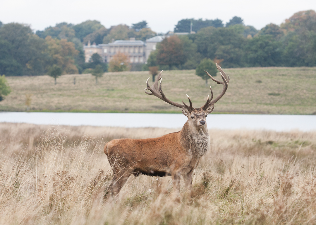 tatton park