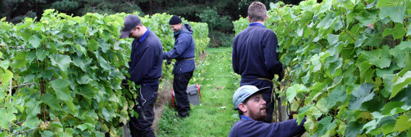 October Harvest At Our Vineyard