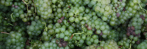 October Harvest At Our Vineyard