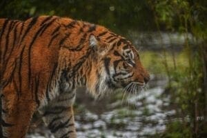 BIG CATS Exhibition at Chester Zoo