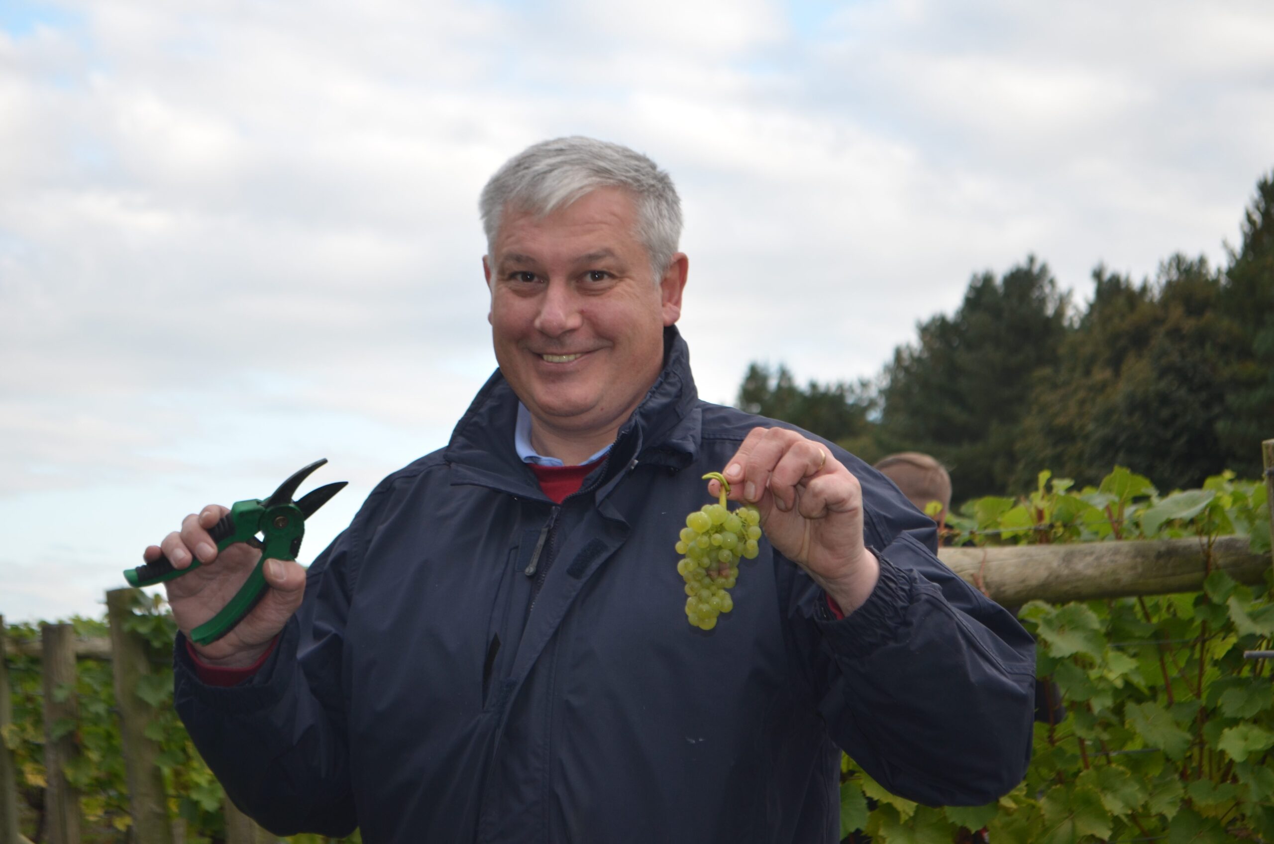 The Harvesting of the Grapes at Carden Park