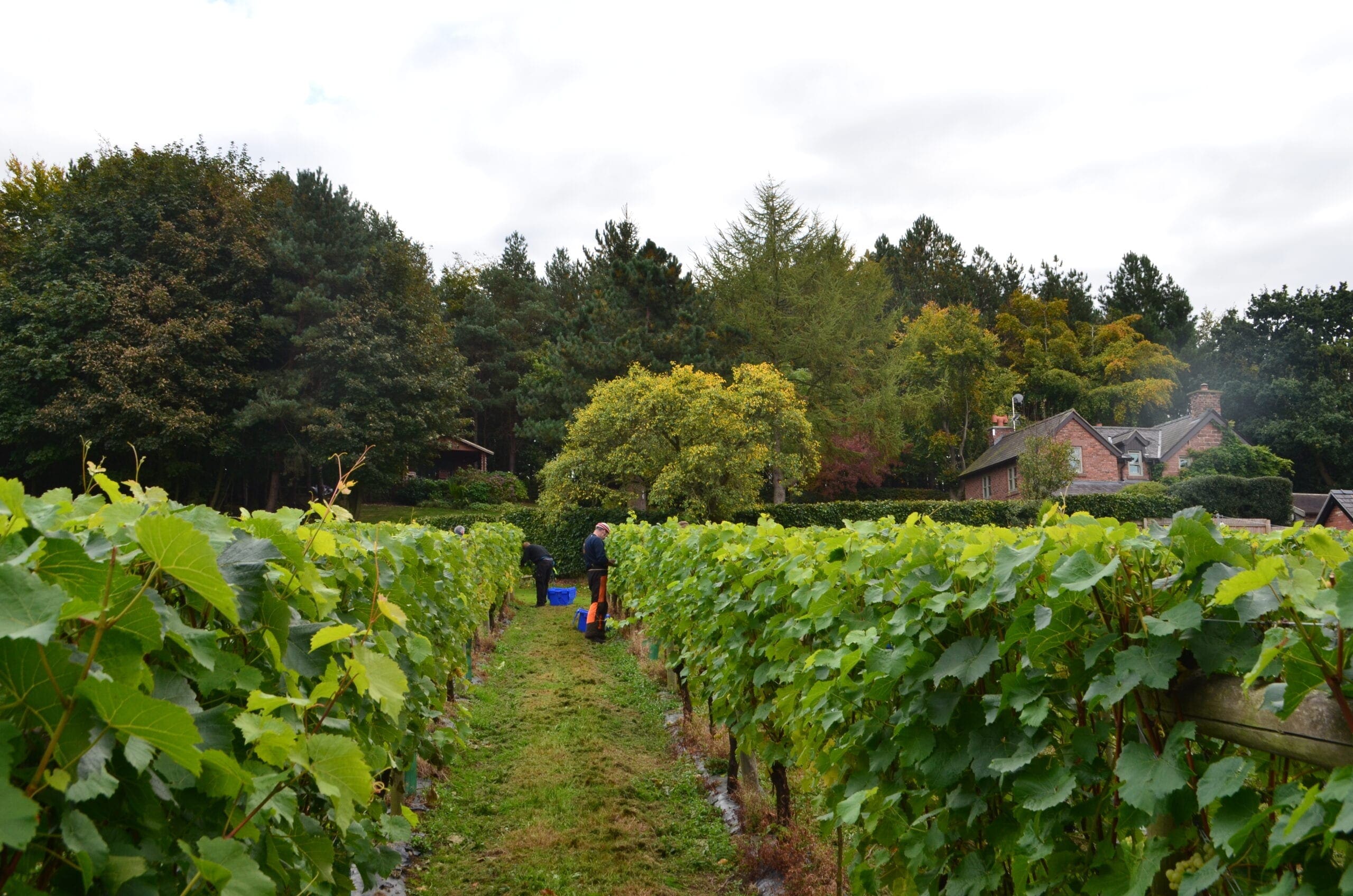 The Harvesting of the Grapes at Carden Park