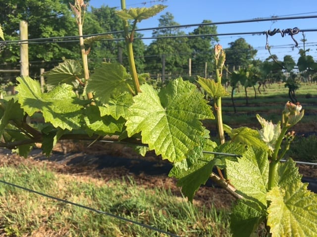 The Harvesting of the Grapes at Carden Park