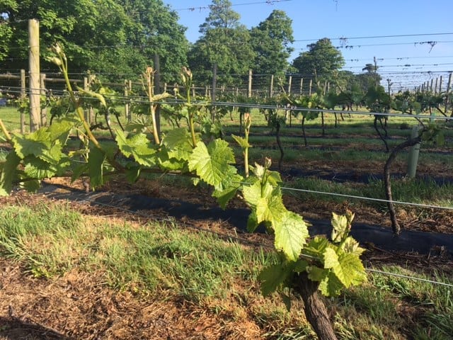 The Harvesting of the Grapes at Carden Park