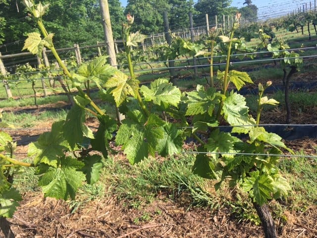 The Harvesting of the Grapes at Carden Park