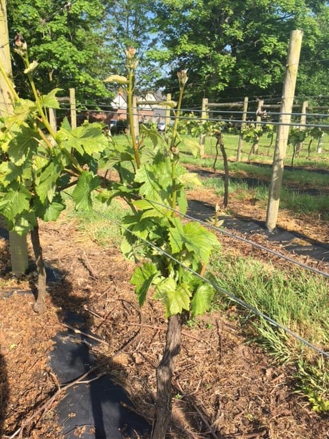 The Harvesting of the Grapes at Carden Park