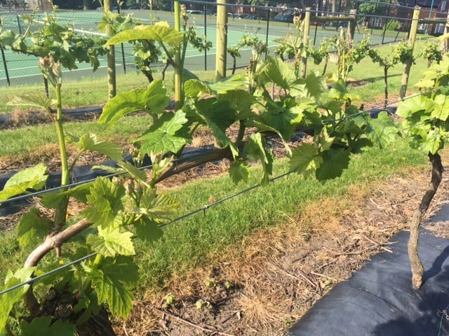 The Harvesting of the Grapes at Carden Park