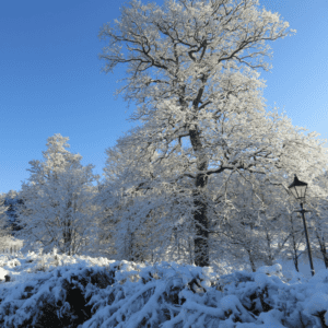 Carden Park In The Snow