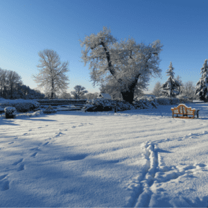 Carden Park In The Snow