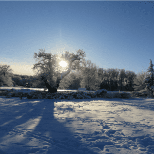 Carden Park In The Snow