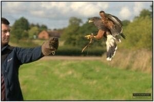 Falcon landing on an arm