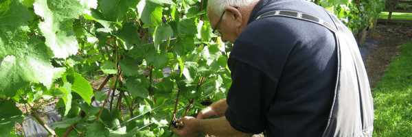 A Day In The Life Of A Greenkeeper At Carden Park- GUEST BLOG