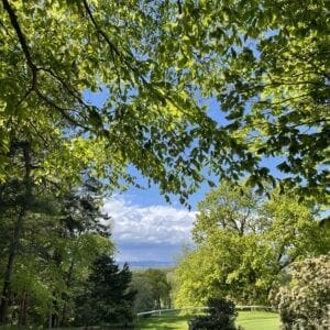 A path going through trees