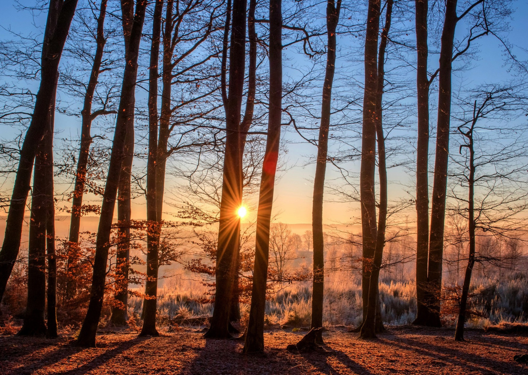 BeWILDerwood Forest