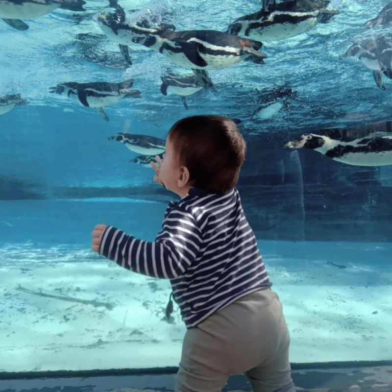 Chester zoo family breaks