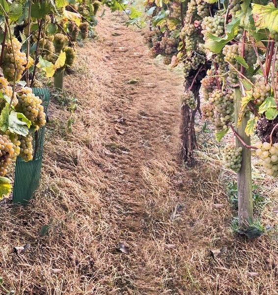 Carden Park’s 2023 Vineyard Harvest