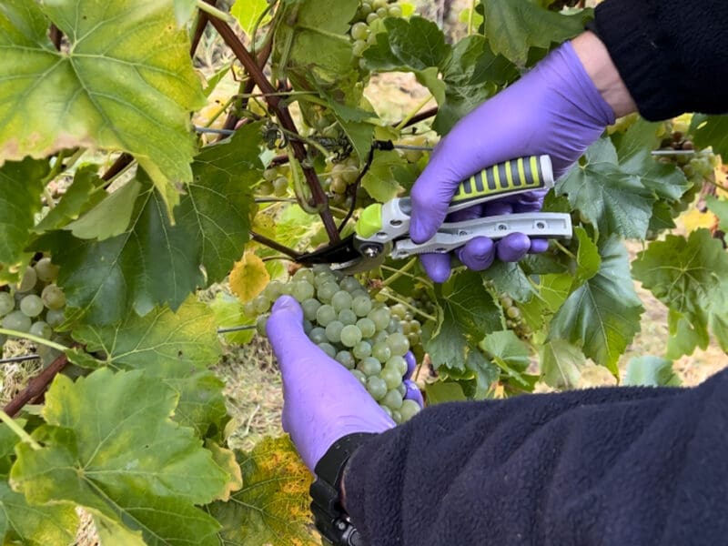 Carden Park&#8217;s 2023 Vineyard Harvest