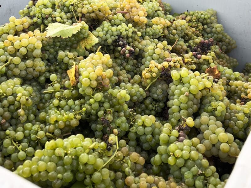 Carden Park&#8217;s 2023 Vineyard Harvest