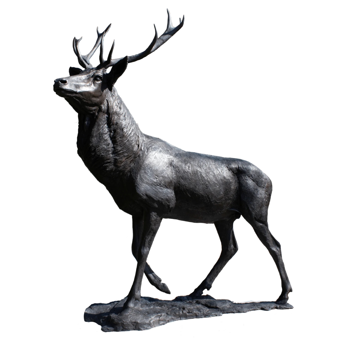 Stag