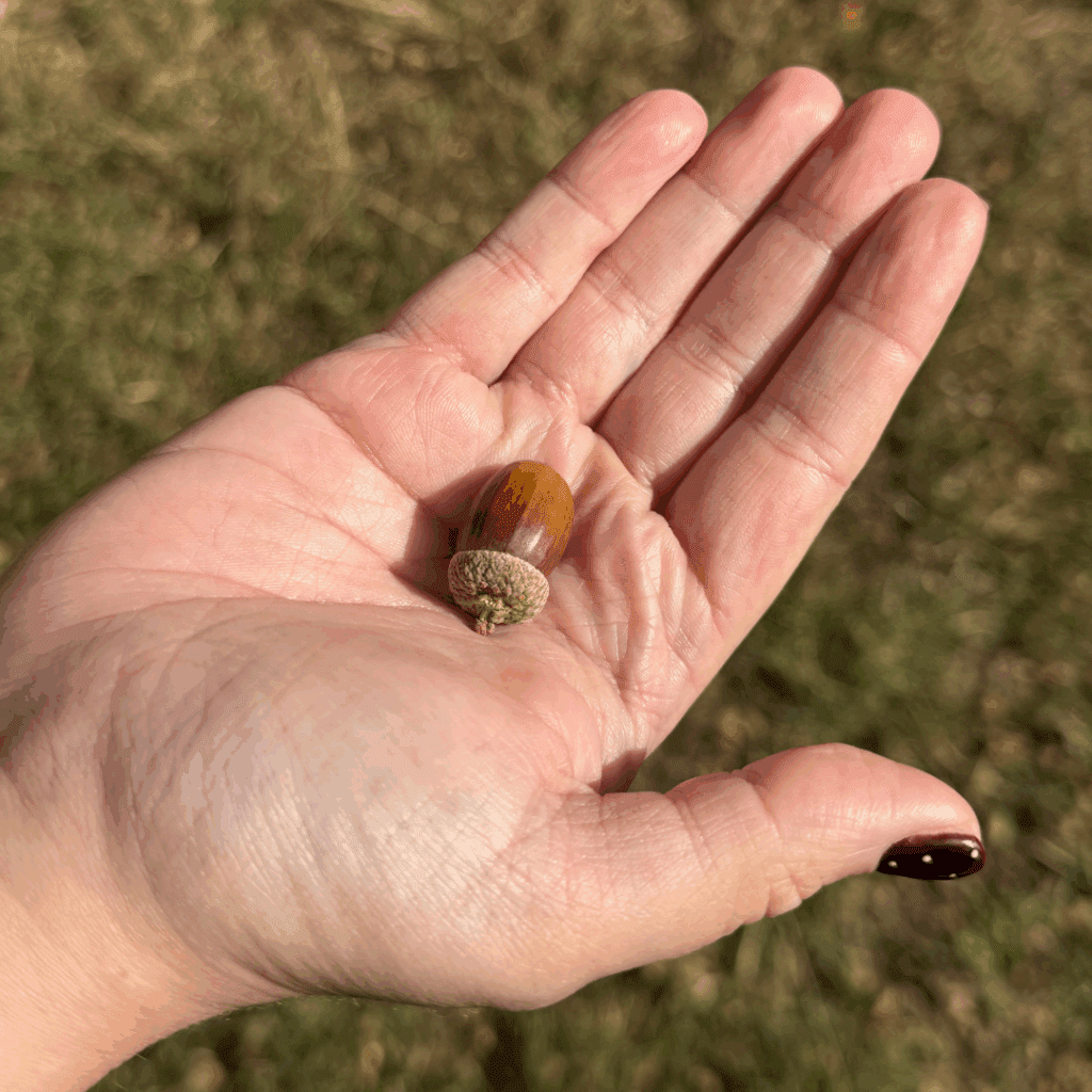 From Acorns to Oaks: A Commitment to a Greener Future