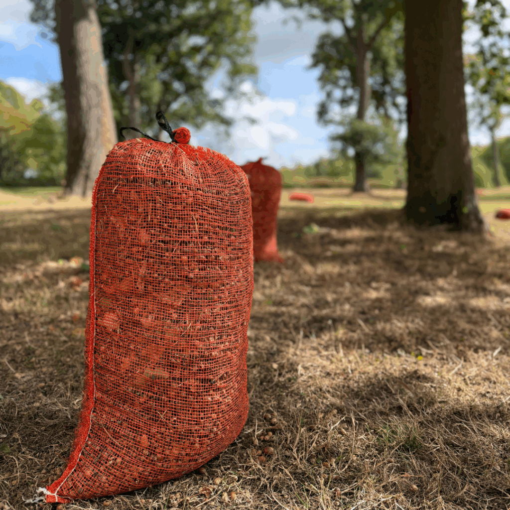 From Acorns to Oaks: A Commitment to a Greener Future