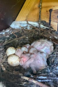 A Hooting Success at Carden Park: Welcome Betty The Barn Owl!