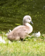 Say hello to our new arrivals 🦢🐣 

The swans who call Carden Park their home have hatched 8 adorable cygnets. They’ve already waddled their way into everyone’s hearts and made friends with the new ducklings.  Guests and staff alike can’t get enough of the daily dose of cuteness 

#swans #wildlife #cardenpark #countryside
